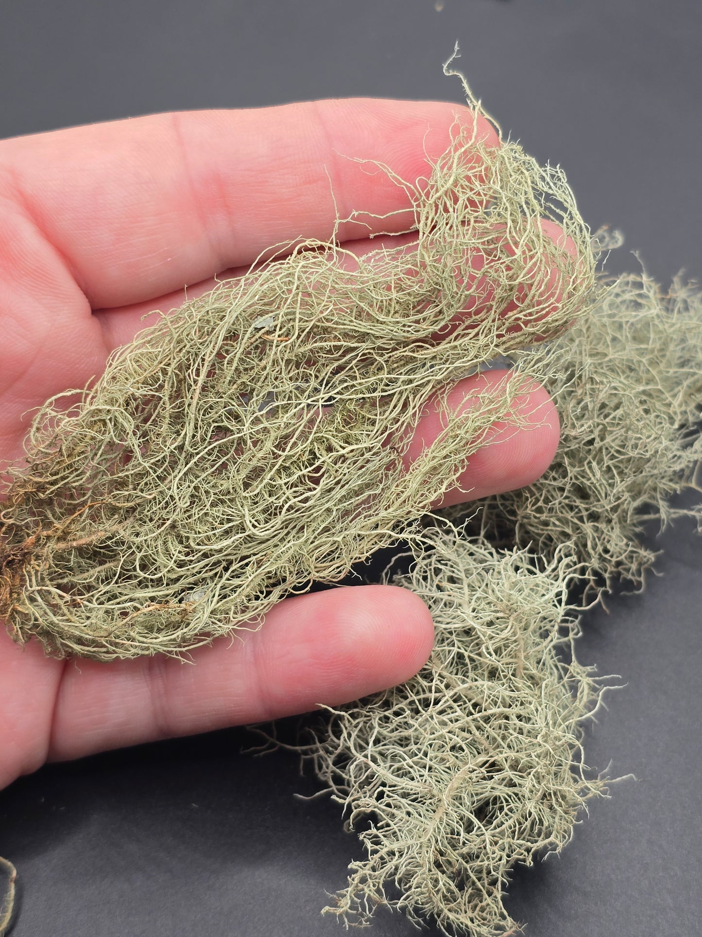 Usnea